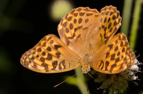 Farfalla Arancione Flora Natura — Foto Stock