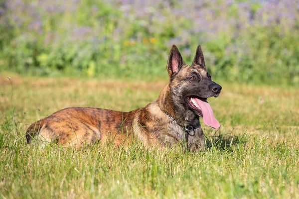 Hybrid Belgianand Dutch Shepherd — Stock Photo, Image