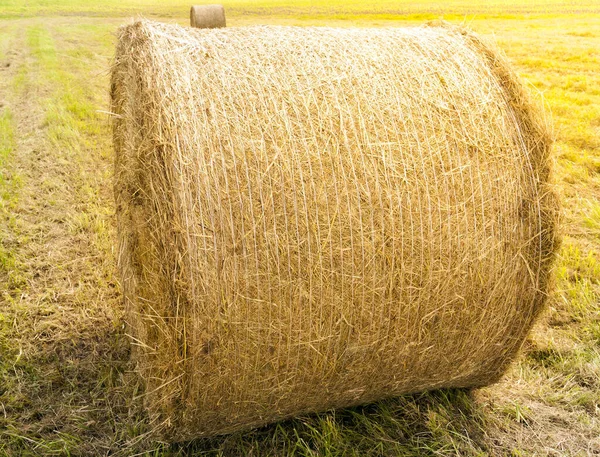 Una Pila Paja Cosechada Colza Paja Durante Cosecha Del Cultivo —  Fotos de Stock