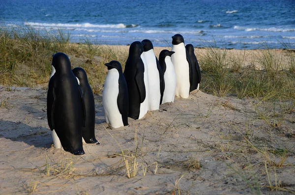 Pinguïns Het Strand — Stockfoto