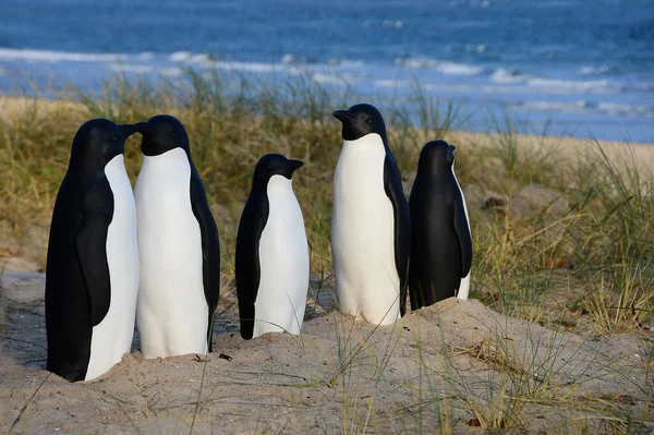 Vacker Utsikt Över Söta Pingvinfåglar Naturen — Stockfoto