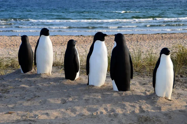 Malowniczy Widok Uroczy Pingwin Ptaków Przyrodzie — Zdjęcie stockowe