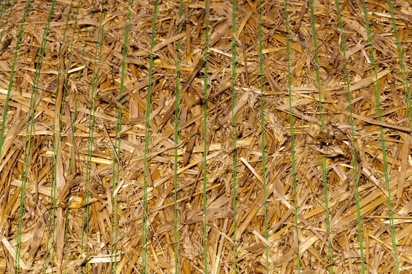 Una Pila Paja Cosechada Colza Paja Durante Cosecha Del Cultivo — Foto de Stock