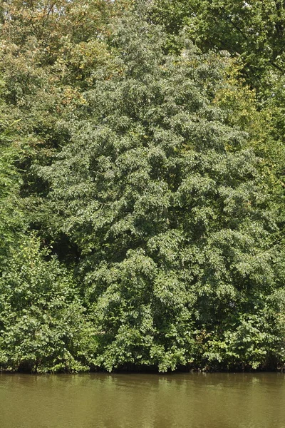 Зелені Дерева Березі Озера — стокове фото