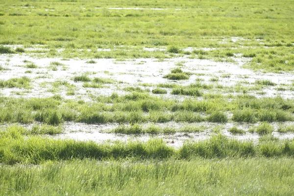 Überflutete Wiese Wasserpfützen — Stockfoto
