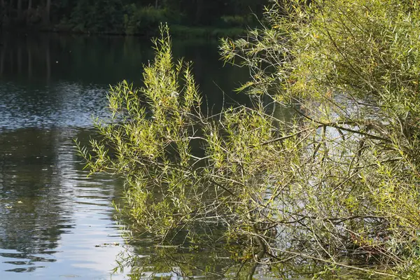 Herbes Bord Lac — Photo