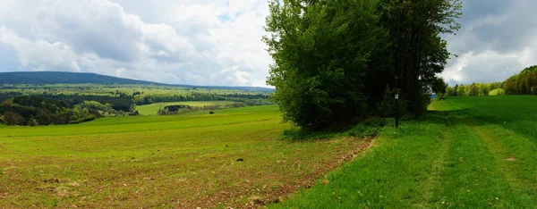 Scenic View Flora Wild Forest — Stock Photo, Image