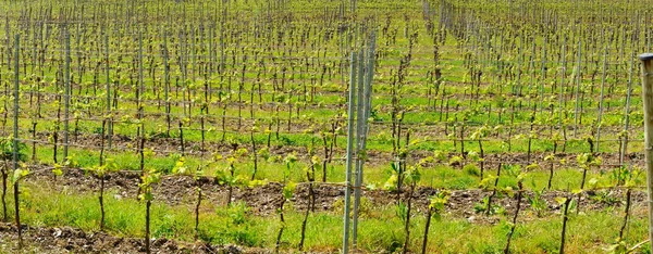 Виноградник Сельской Местности Плантации — стоковое фото