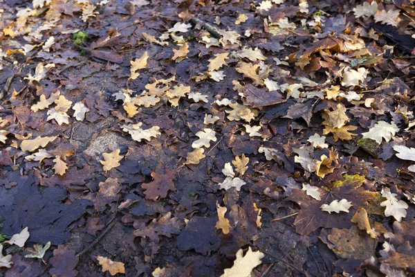 Lying Ground Fallen Autumn Foliage Deciduous Trees Close Part Foliage — Stock Photo, Image