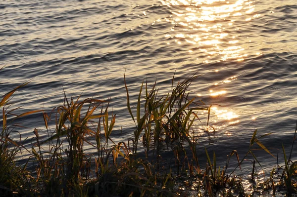 Groeien Oever Van Het Meer Gras Verlicht Door Zonlicht Bij — Stockfoto