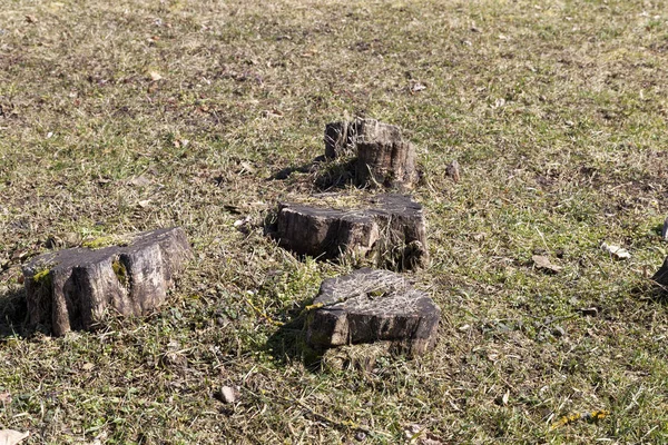 Пень Стволы Дерева Фоне Темной Сухой Травы Крупным Планом Лесозаготовки — стоковое фото