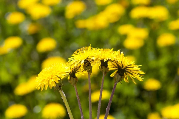 Diversi Denti Leone Gialli Uno Sfondo Verde Giallo Erba Altri — Foto Stock