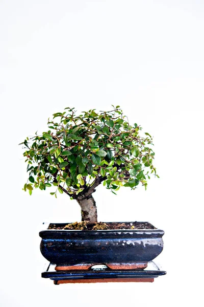 Bonsai Növekvő Növény — Stock Fotó