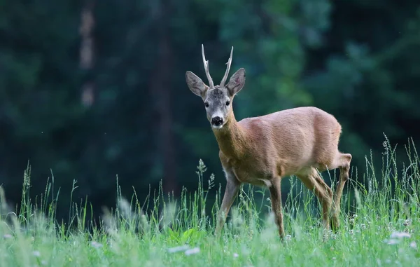 Fallow Deer Forest — Stock Photo, Image