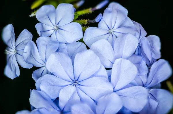 Blå Blomma Nära Håll Och Fokus Staplas — Stockfoto