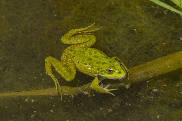 water frog in the pond