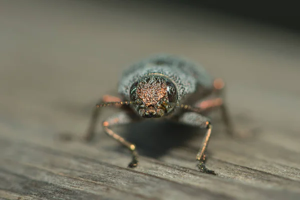 Close Berlin Magnificent Beetle — Stock Photo, Image