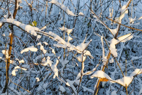 Die Bäume Die Winter Der Natur Wachsen Die Äste Sind — Stockfoto