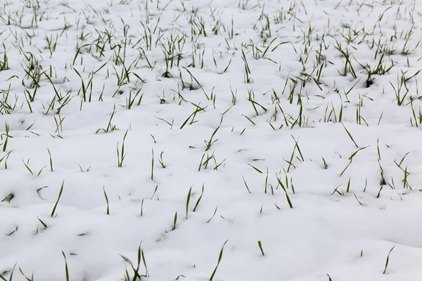 Sneeuw Ligt Het Grondgebied Van Het Dorp Landbouwgrond Door Sneeuw — Stockfoto