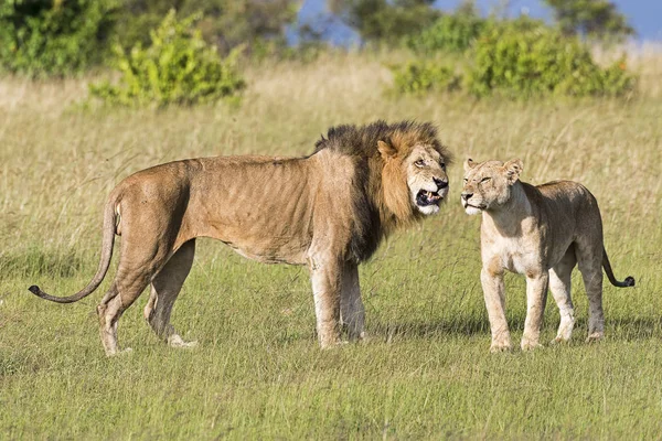 Kenya Masai Mara Lion 6549 — Fotografia de Stock