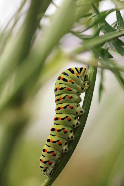 Swallows Tail Caterpillar Papilio Machaon Climbs Wild Carrot — Foto de Stock