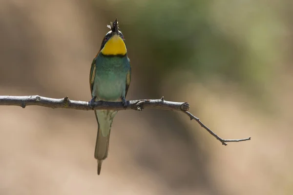 Eurasian Bee Eater Sandpit Gerolsheim Palatia — Stock Photo, Image