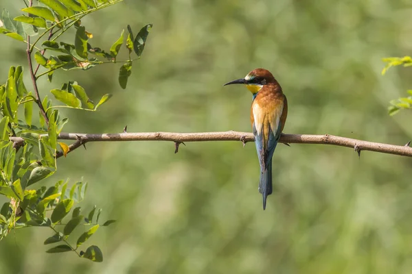 Eurasian Bee Eater Sandpit Gerolsheim Palatia — Stock Photo, Image