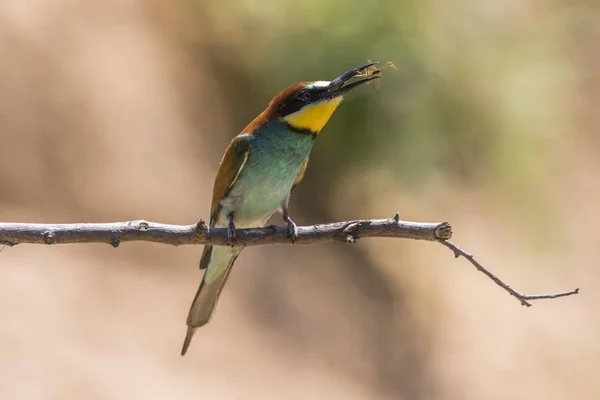 Eurasian Bee Eater Sandpit Gerolsheim Palatia — Stock Photo, Image