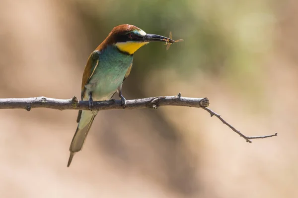 Eurasian Bee Eater Sandpit Gerolsheim Palatia — Stock Photo, Image