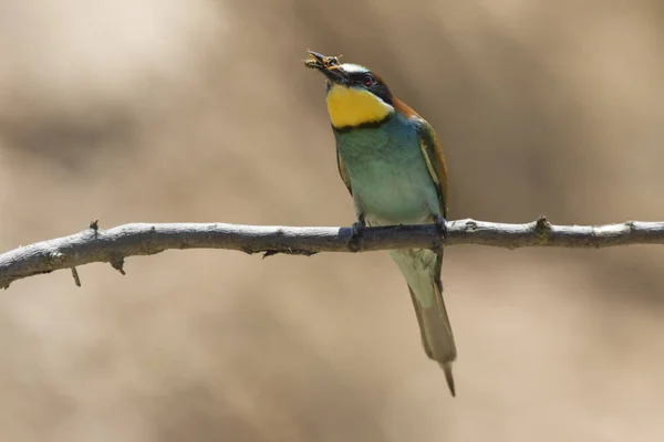 Eurasian Bee Eater Sandpit Gerolsheim Palatia — Stock Photo, Image