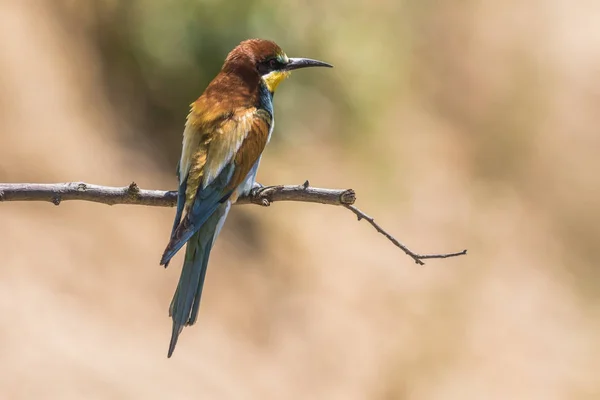 Eurasiatisk Biätare Sandlåda Nära Gerolsheim Palatien — Stockfoto