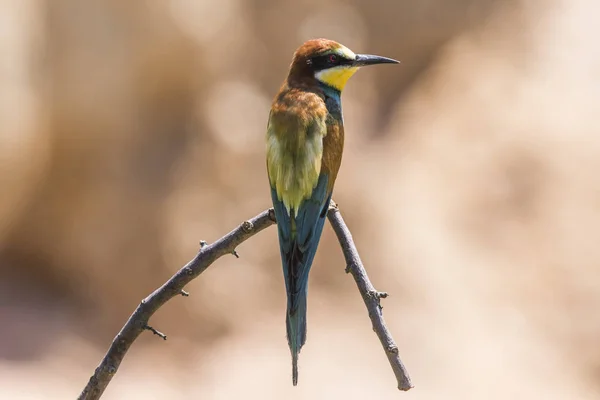 Eurasiatisk Biätare Sandlåda Nära Gerolsheim Palatien — Stockfoto