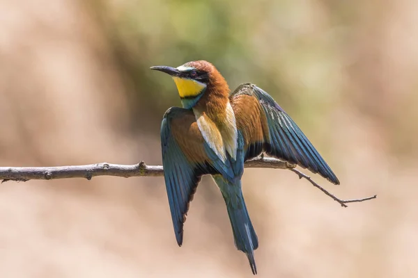 Eurasiatisk Biätare Sandlåda Nära Gerolsheim Palatien — Stockfoto