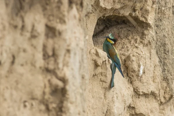 Agua Abejas Euroasiática Pozo Arena Cerca Del Gerolsheim Palatia —  Fotos de Stock