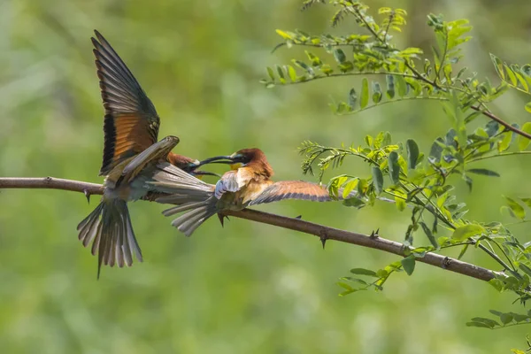 Eurasian Bee Eater Sandpit Gerolsheim Palatia — Stock Photo, Image