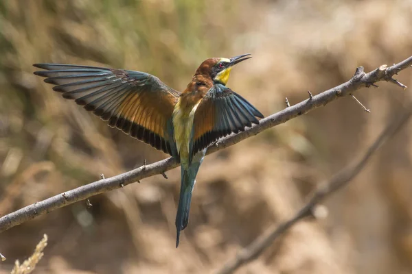 Eurasian Bee Eater Sandpit Gerolsheim Palatia — Stock Photo, Image