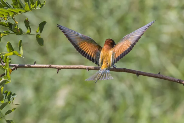 Eurasian Bee Eater Sandpit Gerolsheim Palatia — Stock Photo, Image