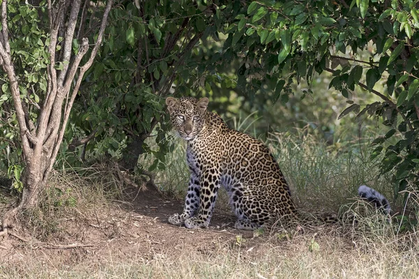 Kenya Masai Mara Leopard 6181 - Stock-foto
