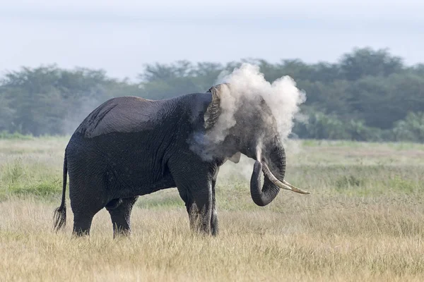 Kenya Amboseli Elefant 4739 — Photo