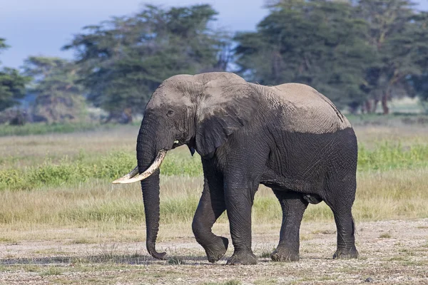 Kenya Amboseli Elefant 4742 — Fotografia de Stock
