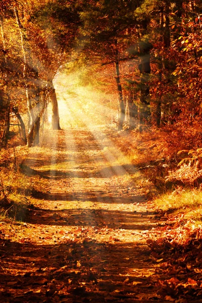 Sonniger Waldweg Herbst — Stockfoto