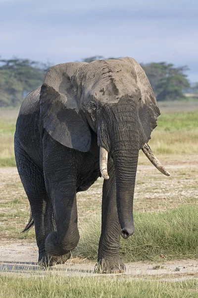 Kenya Amboseli Elefant 4745 — Foto de Stock
