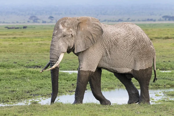 Kenya Amboseli Elefant 4688 — Photo