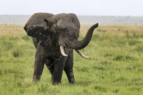 Kenya Amboseli Elefant 4692 — Stockfoto