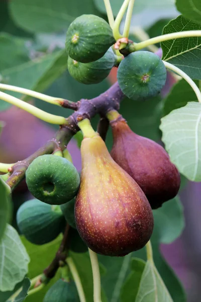 fig tree, green leaves of fruit tree