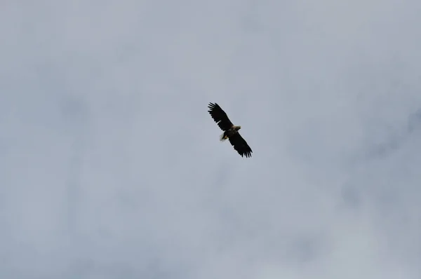 Vogel Thema Schilderachtig Schot — Stockfoto