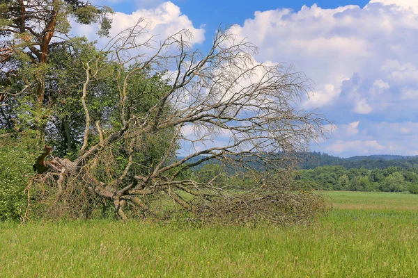 Fallen Tree Wollmatinger Ried — Stock Photo, Image