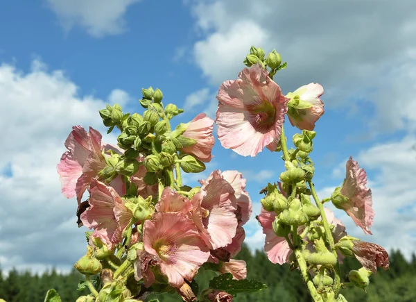 夏の植物のHollyhock花 — ストック写真