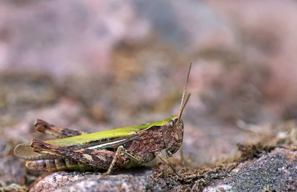 Witte Sprinkhaan Chorthippus Albomarginatus — Stockfoto