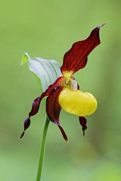 Blommande Blommor Bakgrund Konsistens — Stockfoto